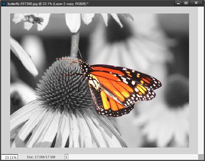 Butterfly Color Boosted