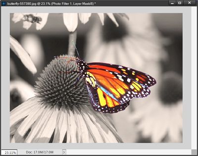 Butterfly Photo - Warmer Background