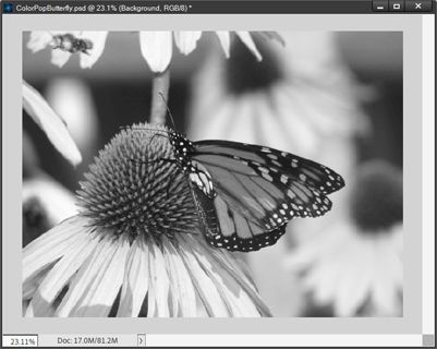 Butterfly Photo - B&W