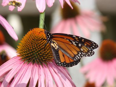 Butterfly Photo
