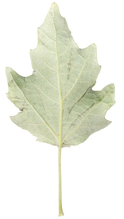 Head In The Clouds Leaf