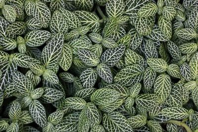 Leaves Paper