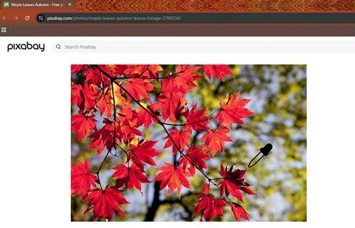 Fall Maple LEaves