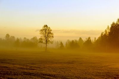 Fall Landscape