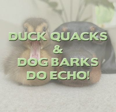 Duck & Dog Echoes